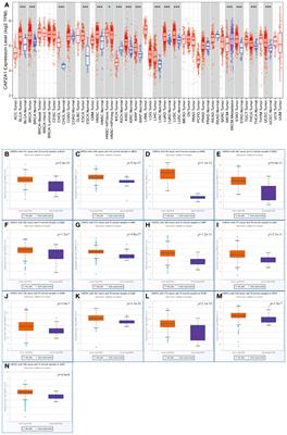 NcRNA-regulated CAPZA1 associated with prognostic and immunological effects across lung adenocarcinoma